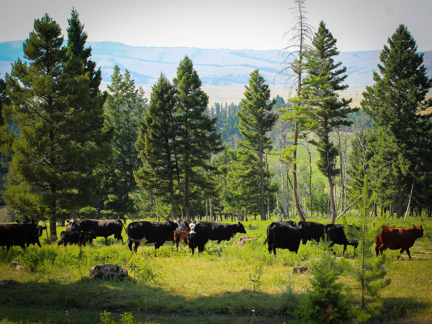 Angus cattle graze on the Pintler Mountain Beef ranch, Philipsburg, MT